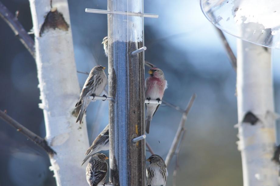 Common redpolls are winter visitors to our area with large numbers in the North Country this year. Here a flock feeds on nyger seed - note the pink breast on the adult male in the top right of the photo. redpolls feeder