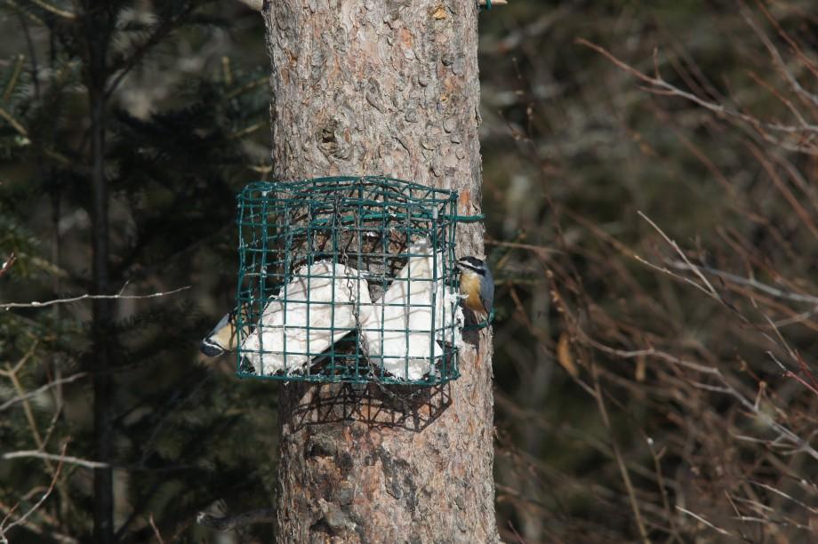 Two red-breasted nuthatches feed on suet - a high energy food which you can use to attract them to your yard. RBNU suet