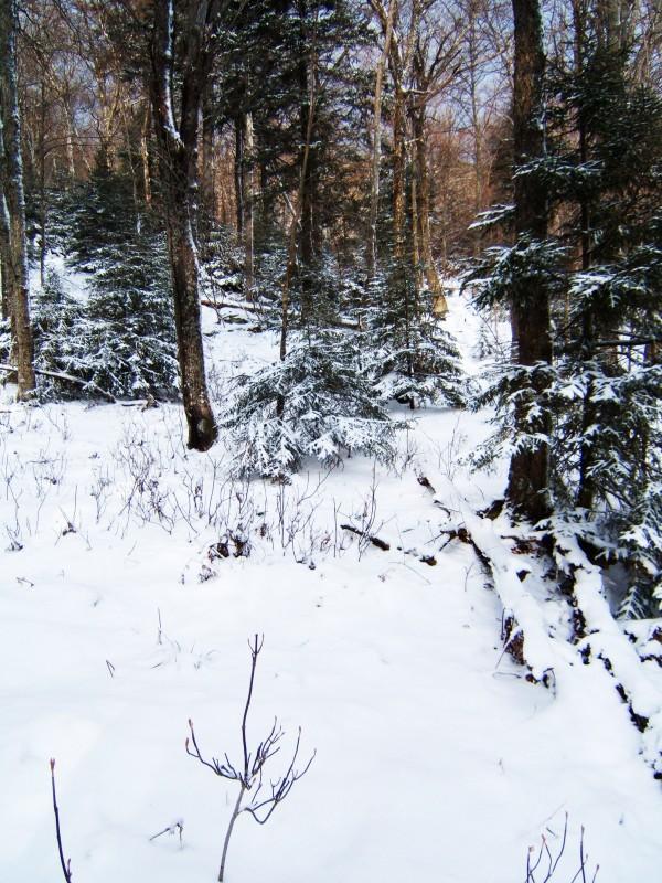 Open Forest in the Col