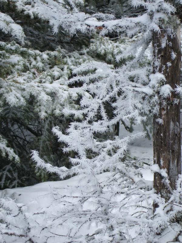 Snow Formations on the trees Snow Formations on the trees