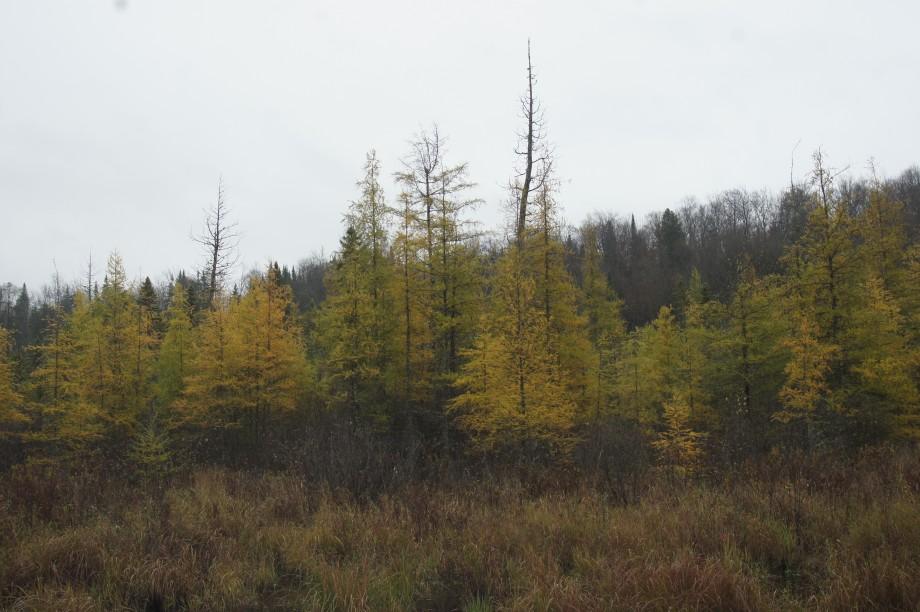 Tamaracks glow smoky gold on an overcast October day. tamaracks