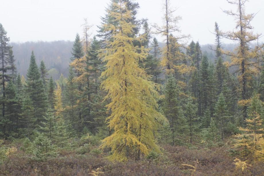 Tamaracks are in full color across Bloomingdale Bog, glowing from across the bog mat. Tamarack - Bloomingdale bog