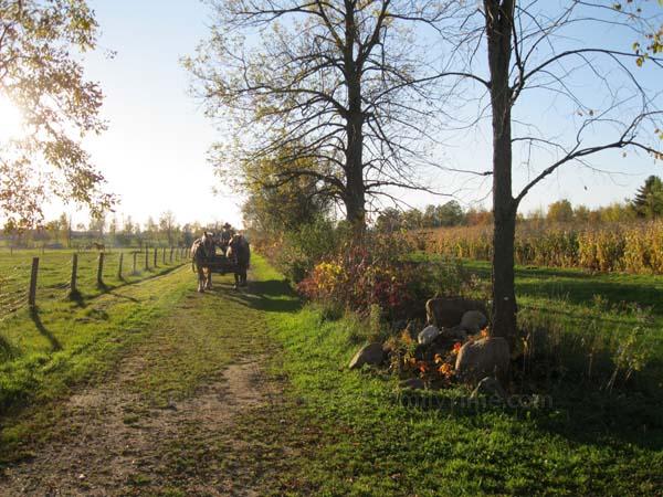 Take a draft horse wagon ride at Country Dreams Farm wagon ride