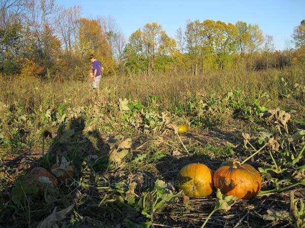 Picking the perfect pumpkin! pumpkin patch