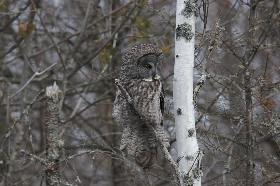 The owl has been hunting along the road, using a variety of perches. great gray owl
