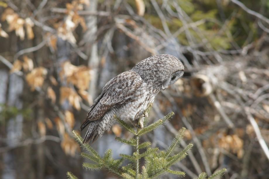 The owl also hunted from small trees where it could look and listen for rodents. Ggow hunting low