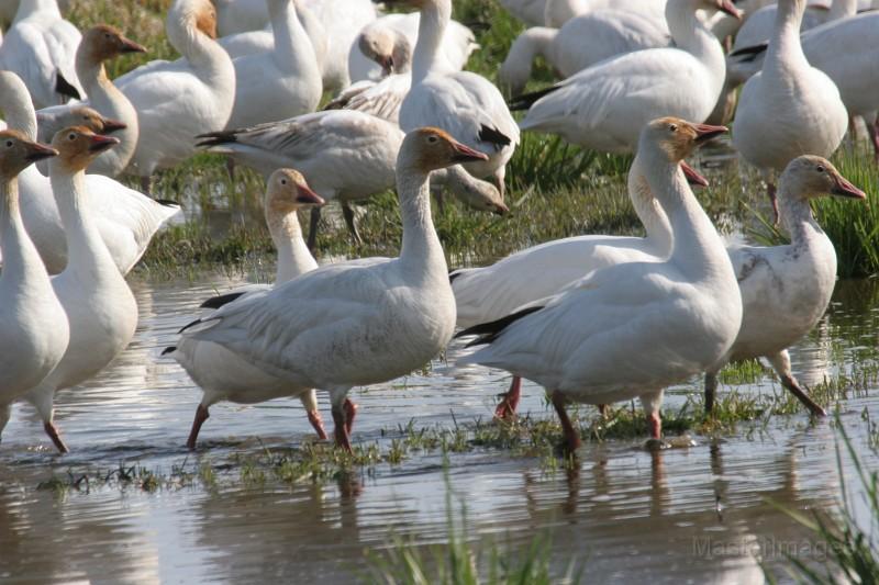 Snow Geese - Larry