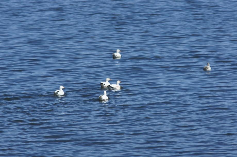 A small group of snow geese rests on Lake Champlain in March. Snow Geese Rouses Point