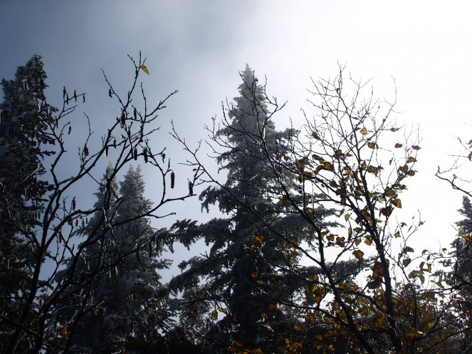 Ice coated trees