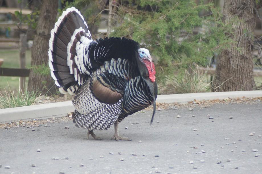 A male turkey displays in Ramsey Canyon, Arizona. Note the amount of white in the tail feathers of southwestern birds. Eastern birds have rufous or buffy colored feather tips instead. Ramsey Canyon turkey