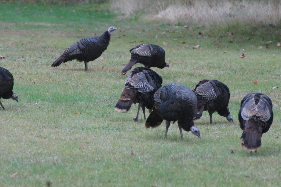 A group of wild turkeys feed on a small, cut field in Star Lake in the western Adirondacks. turkeys star lake