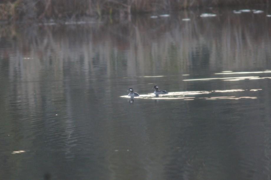 Two female bufflehead in the fading light of Lake Colby. Bufflehead are often the most common duck found at the Lake during the fall.