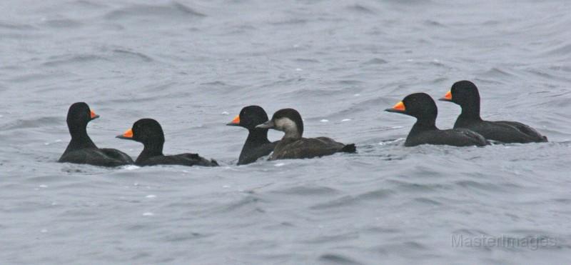 Black scoters are more commonly found along the coast, but some do pass through our area.  I have found a number of females (drabber bird in the center without the brightly colored bill) at Lake Colby this fall.  Photo courtesy of www.masterimages.com