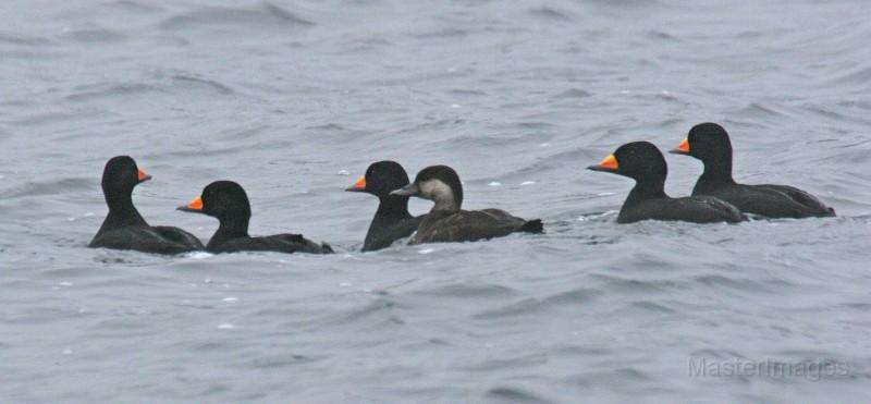 Black scoters are more commonly found along the coast, but some do pass through our area. I have found a number of females (drabber bird in the center without the brightly colored bill) at Lake Colby this fall. Photo courtesy of www.masterimages.com