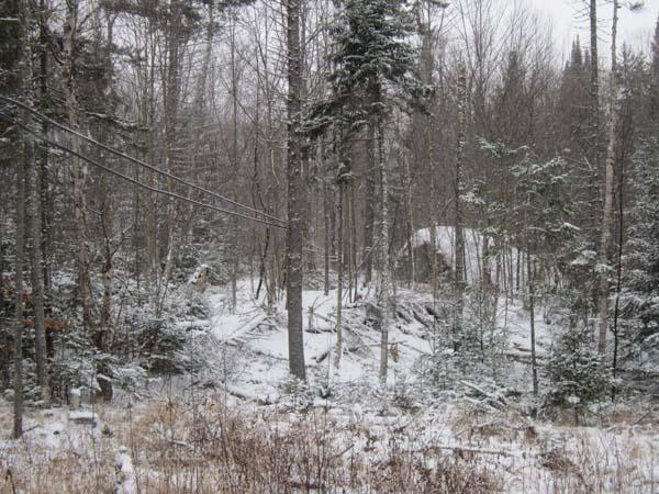 sap tubes at Uhlien during winter