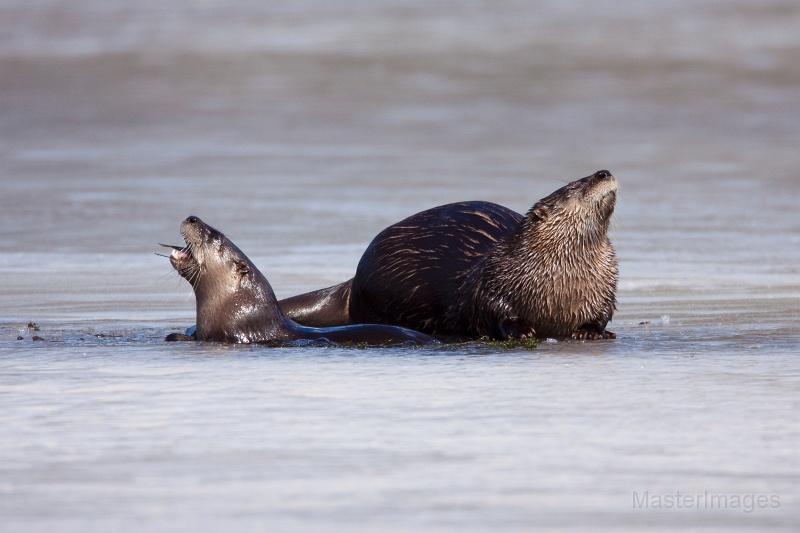 otters - ice - Larry