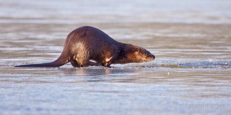 otter ice Larry