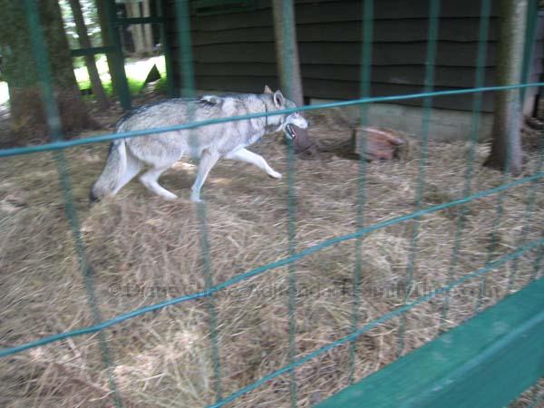 Refuge Center wolf