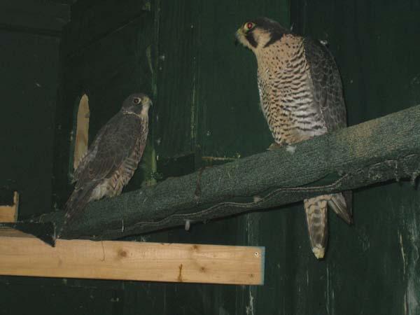 Refuge falcons