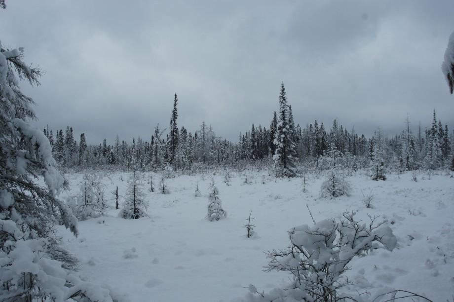 The snow covered bog mat can be impressive, even on a cloudy day. Bog Mat snow