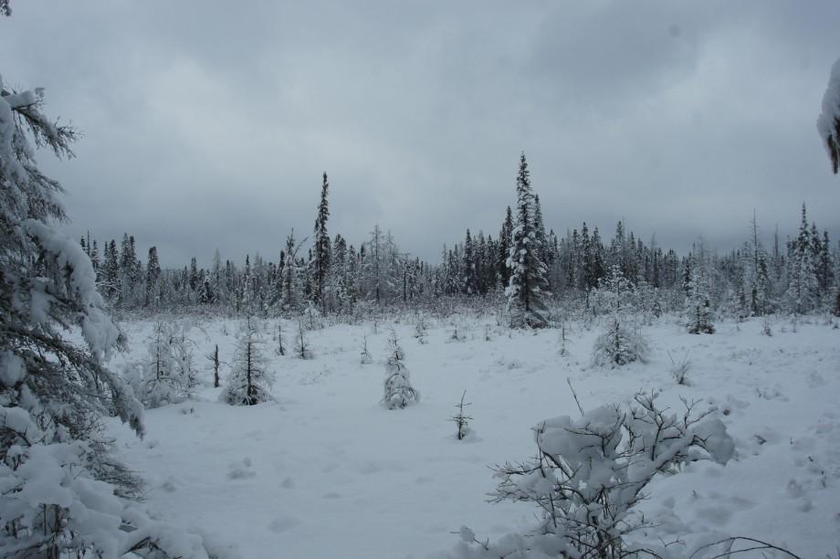 Bog Mat snow