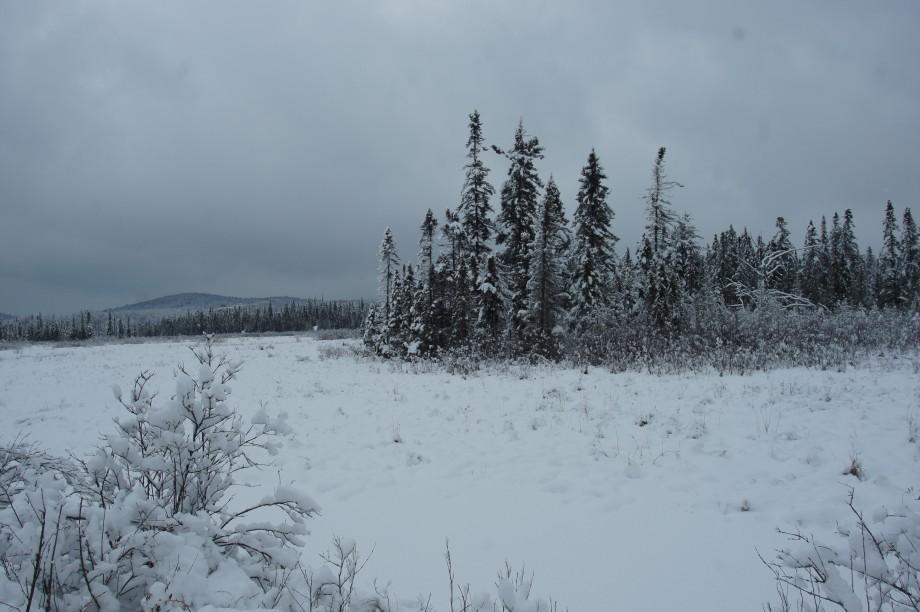 Another view of the open areas along the trail after a fresh snow. The trail is regularly groomed for snowmobiles which can make a fast track for skiing. Bloomingdale Bog snow
