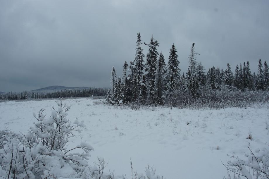 Bloomingdale Bog snow