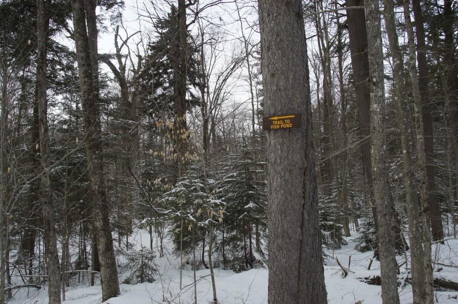 Some of the trails in the area are marked, but others are not. Skiers can ski out and back on already tracked-in trails, and can also explore further using a map. The Adirondack Paddler's Map shows the area well as does the ADK's Guide to the Adirondack Northern Region. Fish Pond Sign