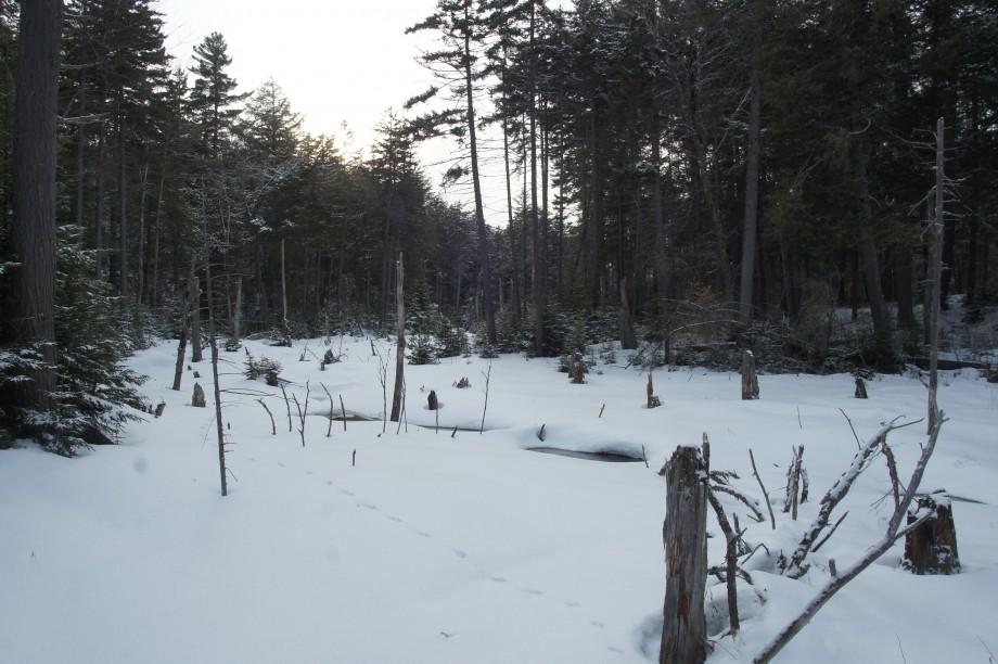 The Fish Pond Ski Trail crosses several wet areas as the trail winds through the woods. Fish Pond Trail