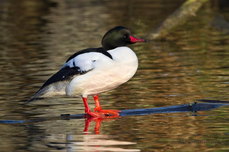 Large groups of common mergansers could be found around the Lake Champlain Bridge. Photo courtesy of www.masterimages.org. common merg Larry