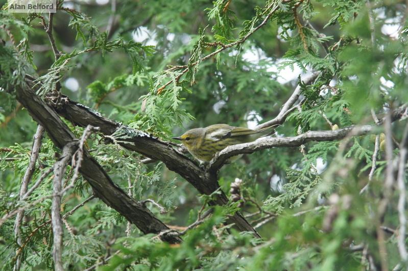 I had 6 or 7 Cape May warblers in the warbler wave. Cape May Warbler