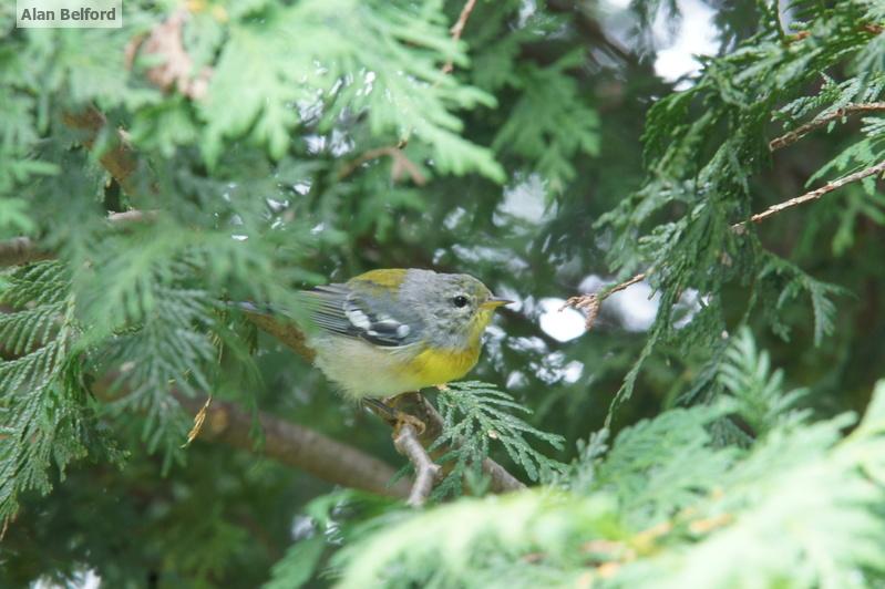 Northern parulas are common in the region and several have been in my neigborhood the past few days. northern parula
