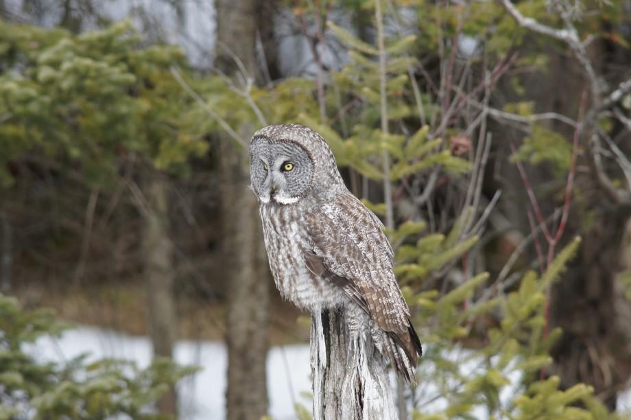 great gray owl Tupper Lake