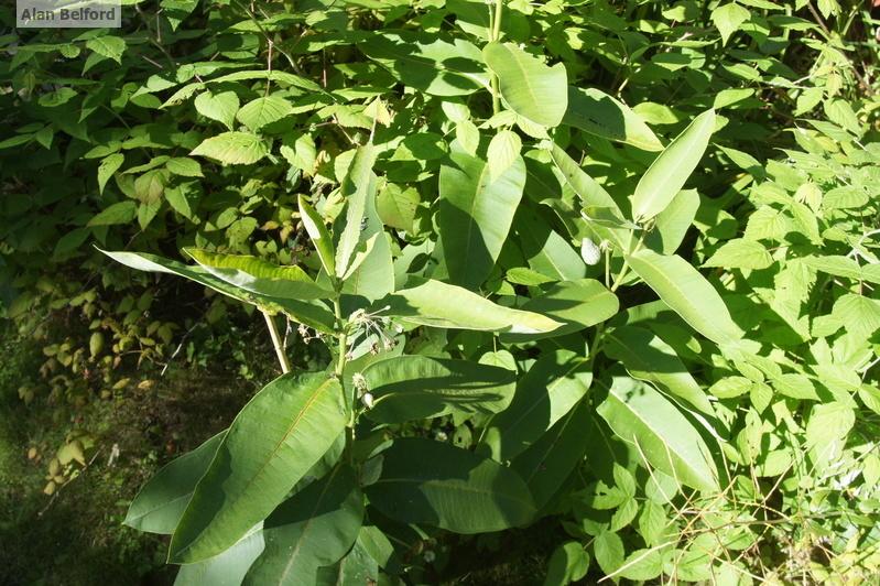 common milkweed