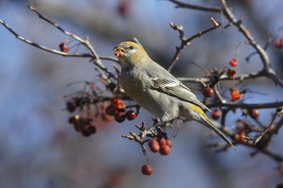 pine grosbeak elizabethtown