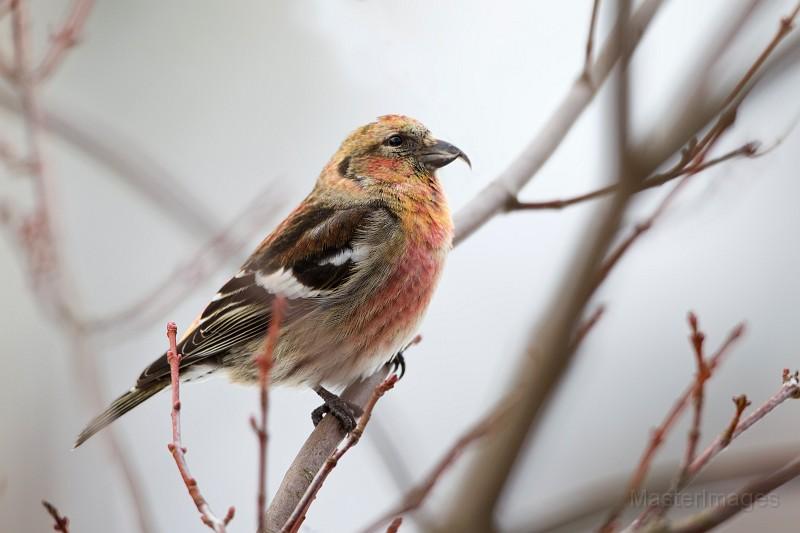 Note the crossed bill of this white-winged crossbill which allows the bird to pry open the cones of conifers to reach the seeds. Image courtesy of www.masterimages.org. white-winged crossbill Larry