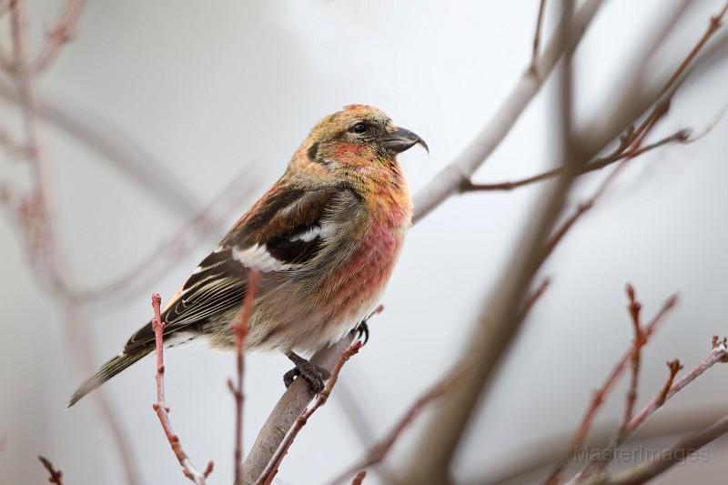 white-winged crossbill Larry