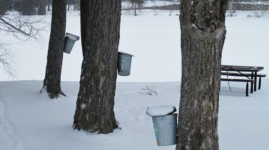 Lake Placid Maple trees tapped by the Shipman Youth Center maple program Lake Placid trees tapped by the Shipman Youth Center