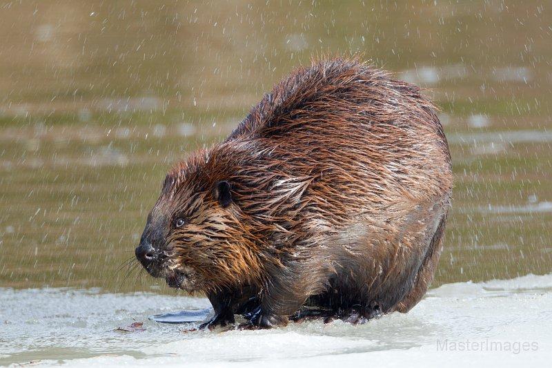 beaver - Larry