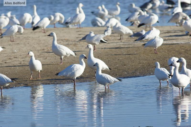 We didn't find a Ross's Goose (smaller bird at center with rounder head and more triangular bill) on the way home. The difficulty in finding some species often motivates birders. Ross' Goose - Pt. Au Roche