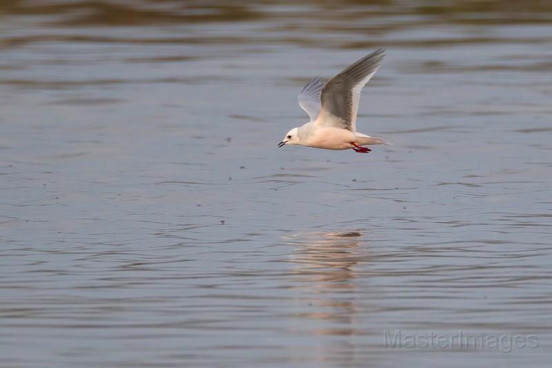 The Ross's Gull shows off its pink coloration and dark underwings when in flight. Photo courtesy of www.masterimages.org. Ross's Gull - Larry