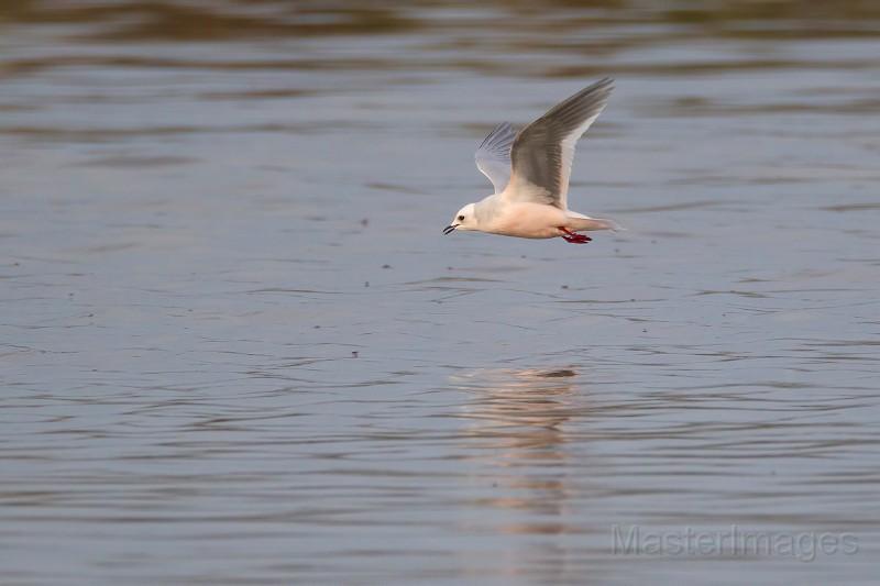 Ross's Gull - Larry