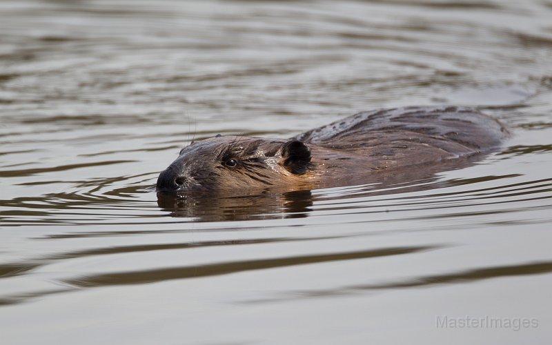 The beavers along the trail were quite active as Wren and I walked, slapping their tails at us repeatedly. Photo courtesy of www.masterimages.org. beaver Larry