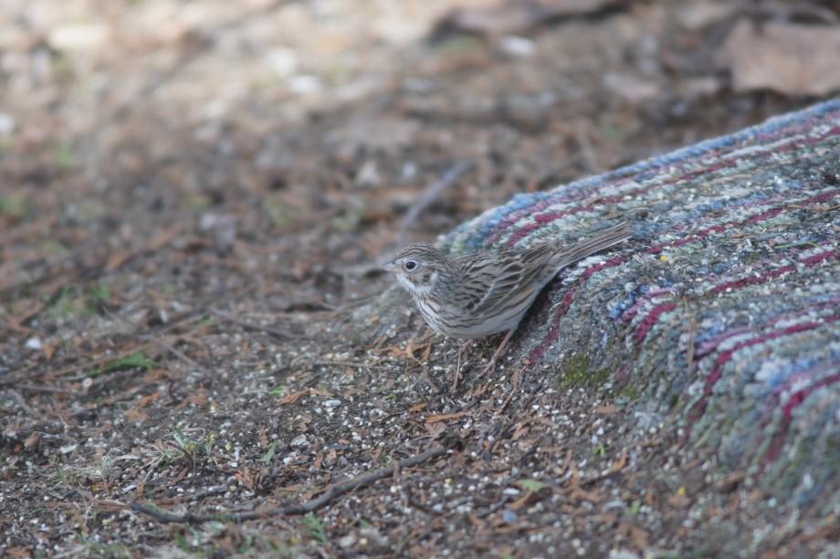 This vesper sparrow was a nice find in my yard this week. Vesper sparrows are a Species of Special Concern in New York State. Note the white eye-ring, and you can just see the white outer tail feathers which are more easily seen in flight. vesper sparrow - yard