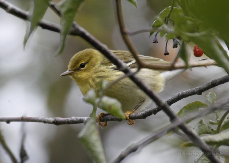 Our largest mixed species flock including a few blackpoll warblers. Blackpoll warbler - Larry