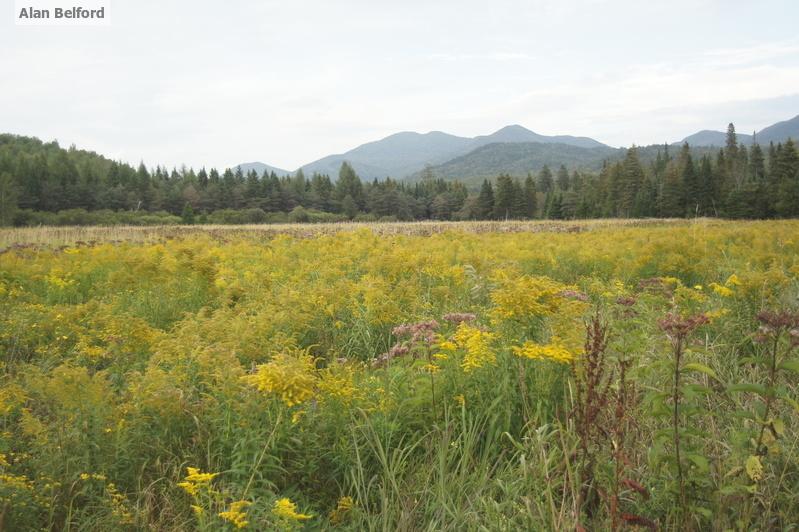 Intervale offers great views of many mountains, including the Sentinels. Sentinels Wildflowers