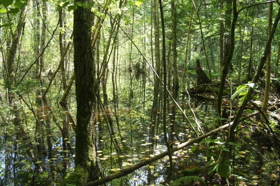 Beavers had flooded part of the trail, creating a watery forest. beaver flood - copperas