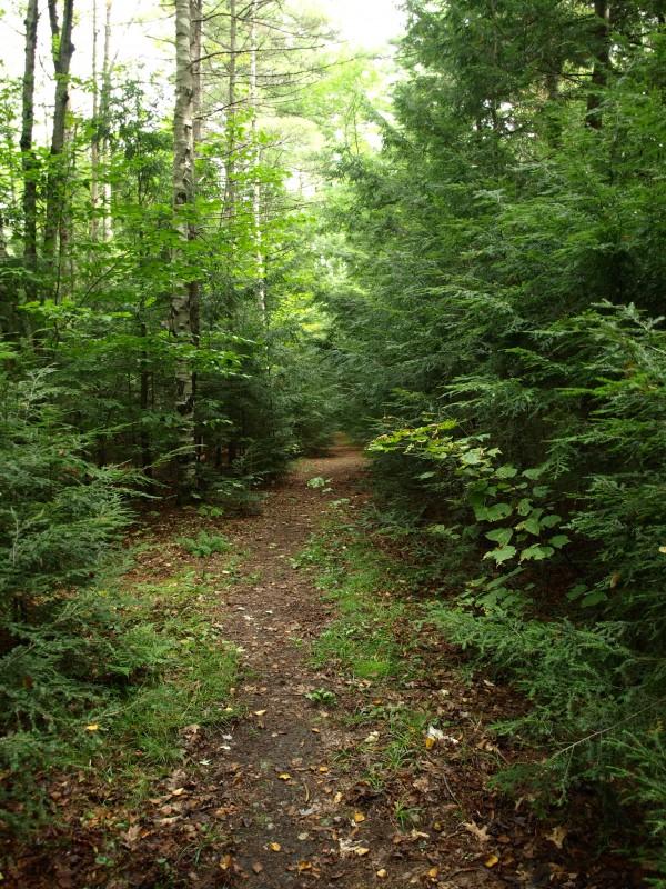 A winding path in the woods leading to two of Lake Placid's swimming holes at Split Rocks Bluffs