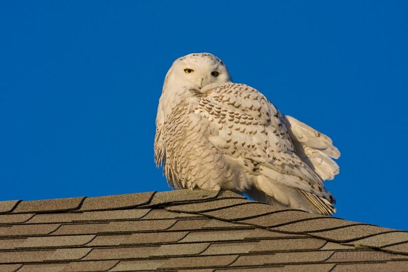 Snowy Owl - Larry