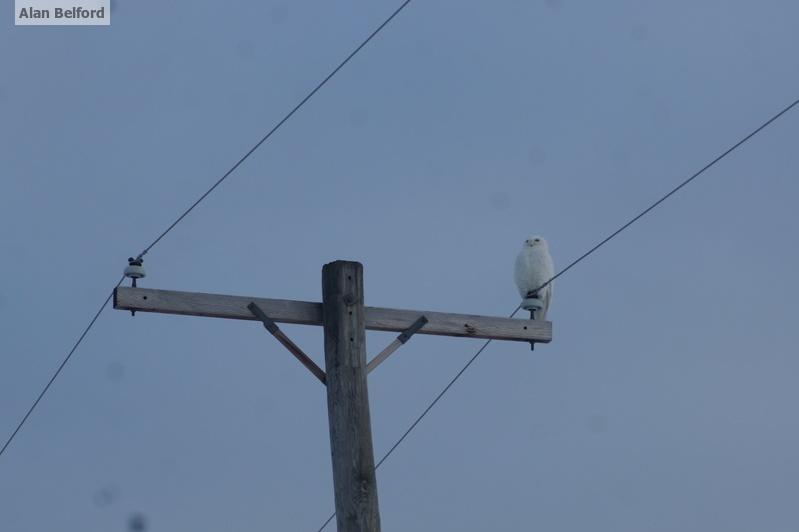 Look for Snowies in open habitats - sitting on barns, roofs, the ground, fence posts, and power poles like this one is doing. snowy Owl Watertown